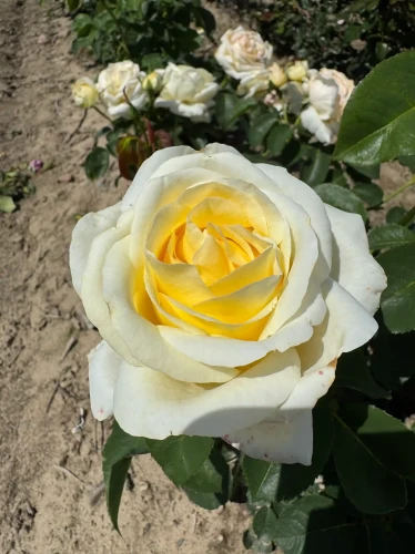 roza-wielkokwiatowa-bialo-kremowa2-floravi.pl