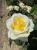 roza-wielkokwiatowa-bialo-kremowa2-floravi.pl