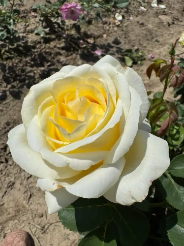 roza-wielkokwiatowa-bialo-kremowa1-floravi.pl