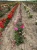 roza-wielkokwiatowa-intensywnie-rozowa-pachnaca3-floravi.pl