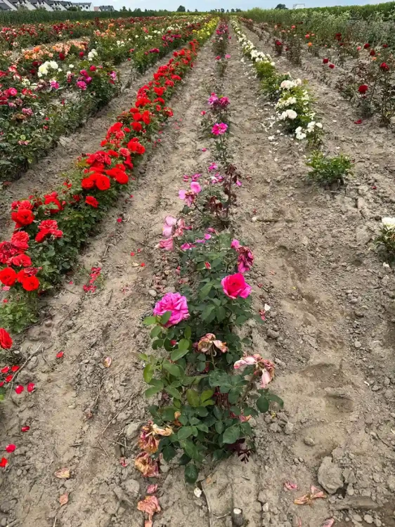 roza-wielkokwiatowa-intensywnie-rozowa-pachnaca3-floravi.pl