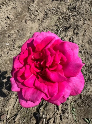 roza-wielkokwiatowa-intensywnie-rozowa-pachnaca2-floravi.pl