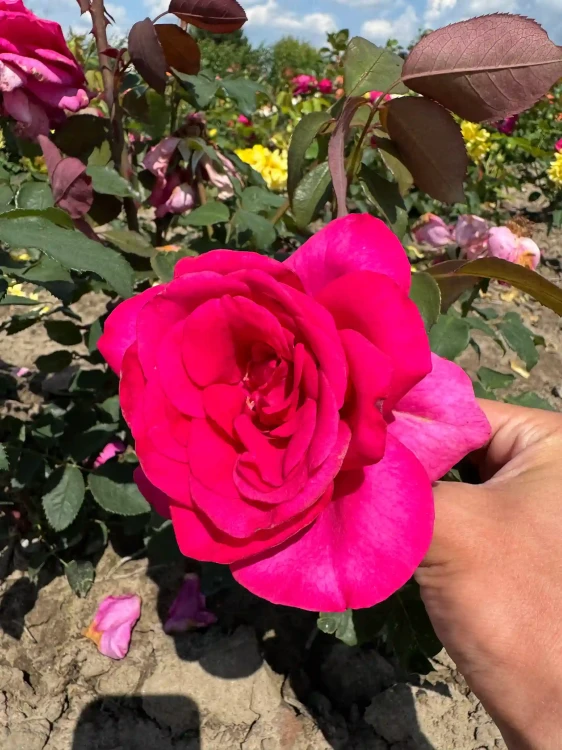 roza-wielkokwiatowa-intensywnie-rozowa-pachnaca1-floravi.pl