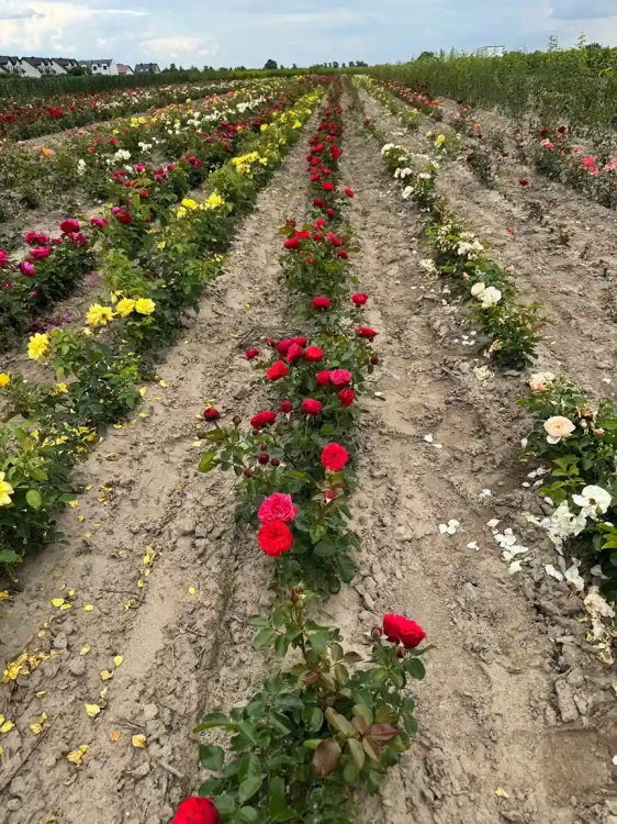 roza-wielkokwiatowa-czerwona-pelny-kwiat3-floravi.pl