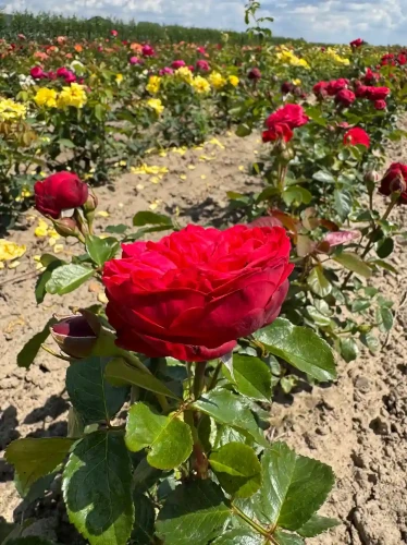 roza-wielkokwiatowa-czerwona-pelny-kwiat2-floravi.pl