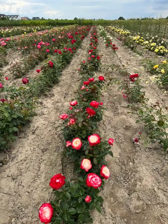 roza-wielkokwiatowa-bialo-malinowa3-floravi.pl