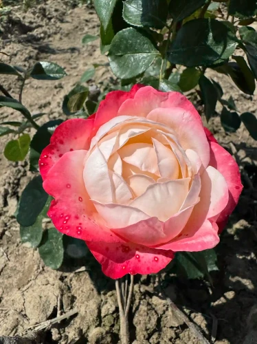 roza-wielkokwiatowa-bialo-malinowa2-floravi.pl