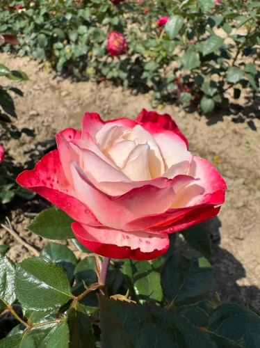 roza-wielkokwiatowa-bialo-malinowa1-floravi.pl