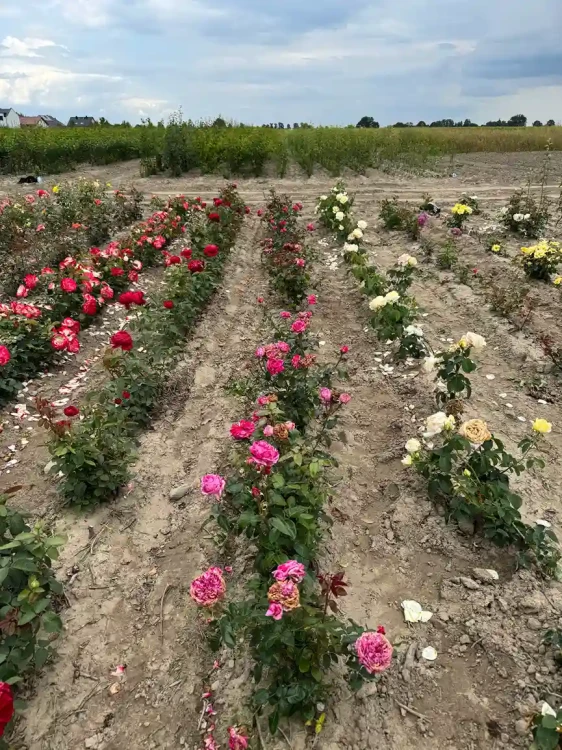 roza-wielkokwiatowa-fioletowo-rozowa-pachnaca3-floravi.pl