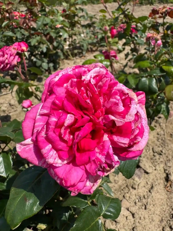 roza-wielkokwiatowa-fioletowo-rozowa-pachnaca1-floravi.pl