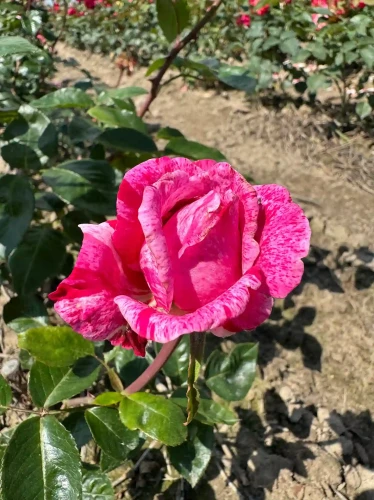 roza-wielkokwiatowa-fioletowo-rozowa-pachnaca2-floravi.pl
