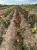 roza-wielkokwiatowa-bialo-rozowa-pachnaca4-floravi.pl