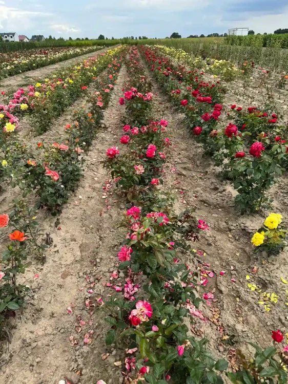 roza-wielkokwiatowa-bialo-rozowa-pachnaca4-floravi.pl