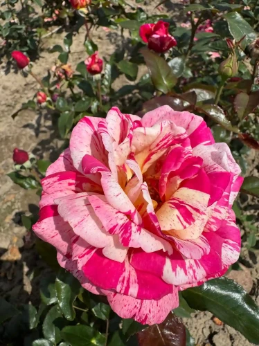 roza-wielkokwiatowa-bialo-rozowa-pachnaca2-floravi.pl