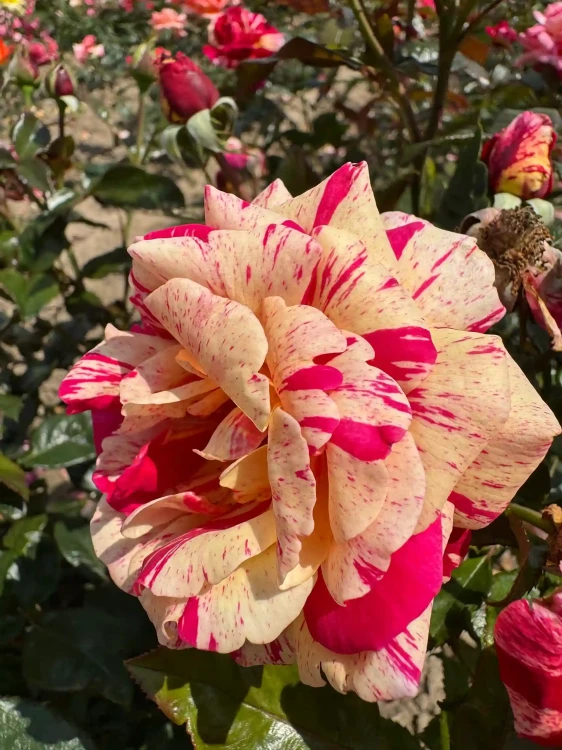 roza-wielkokwiatowa-bialo-rozowa-pachnaca1-floravi.pl