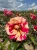 roza-wielkokwiatowa-bialo-rozowa-pachnaca3-floravi.pl