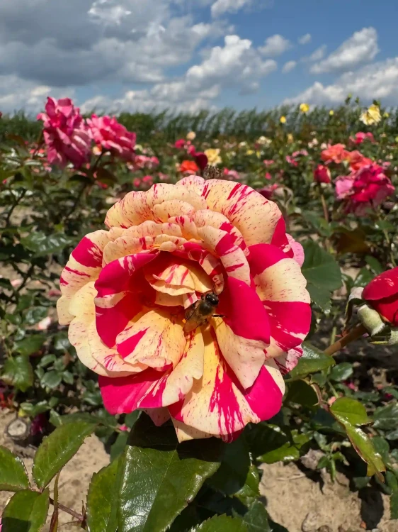 roza-wielkokwiatowa-bialo-rozowa-pachnaca3-floravi.pl