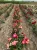 roza-wielkokwiatowa-bialo-czerwona4-floravi.pl