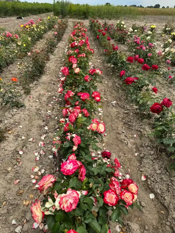 roza-wielkokwiatowa-bialo-czerwona4-floravi.pl