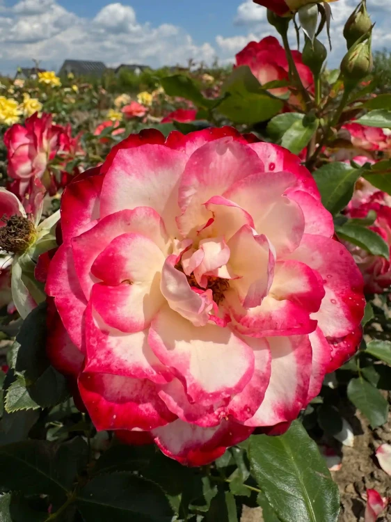 roza-wielkokwiatowa-bialo-czerwona3-floravi.pl