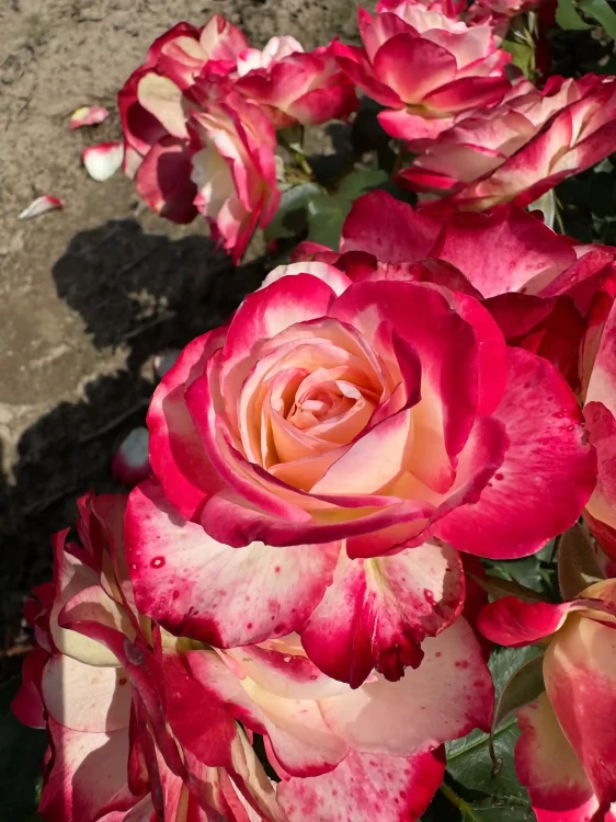roza-wielkokwiatowa-bialo-czerwona1-floravi.pl