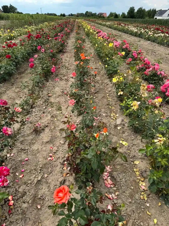 roza-wielkokwiatowa-pomaranczowo-miedziana3-floravi.pl