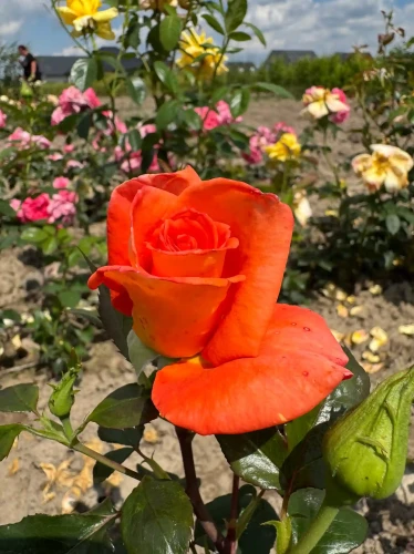 roza-wielkokwiatowa-pomaranczowo-miedziana1-floravi.pl