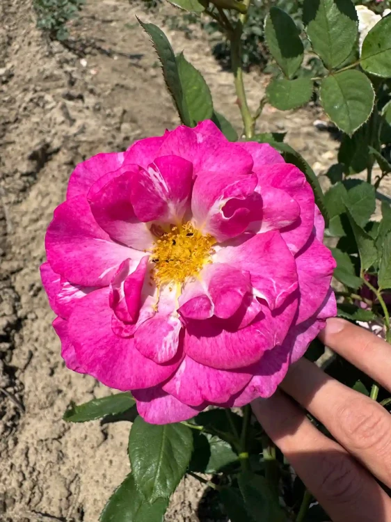 roza-wielkokwiatowa-fioletka1-floravi.pl