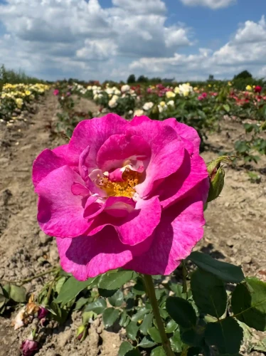 roza-wielkokwiatowa-fioletka2-floravi.pl
