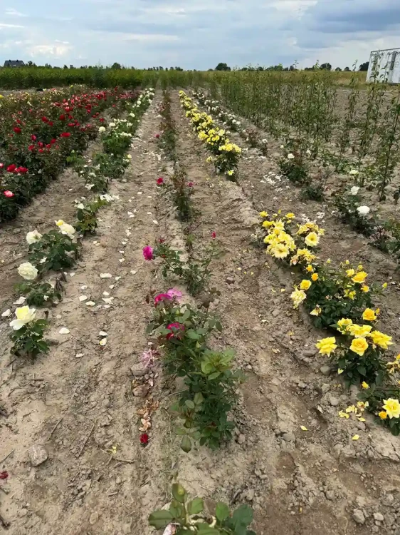 roza-wielkokwiatowa-fioletka3-floravi.pl