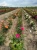 roza-wielkokwiatowa-pink-star3-floravi.pl