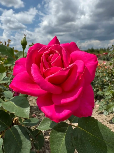 roza-wielkokwiatowa-pink-star1-floravi.pl