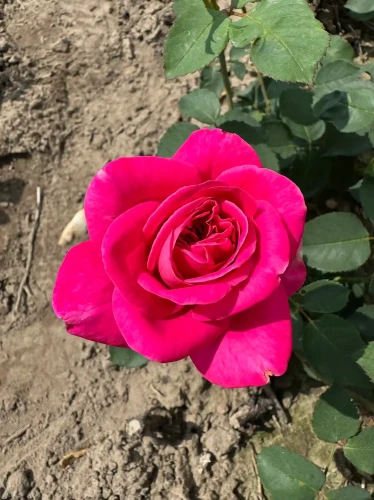 roza-wielkokwiatowa-pink-star2-floravi.pl