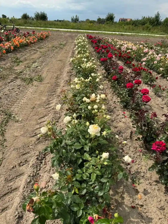 roza-wielkokwiatowa-kremowo-zolta3-floravi.pl