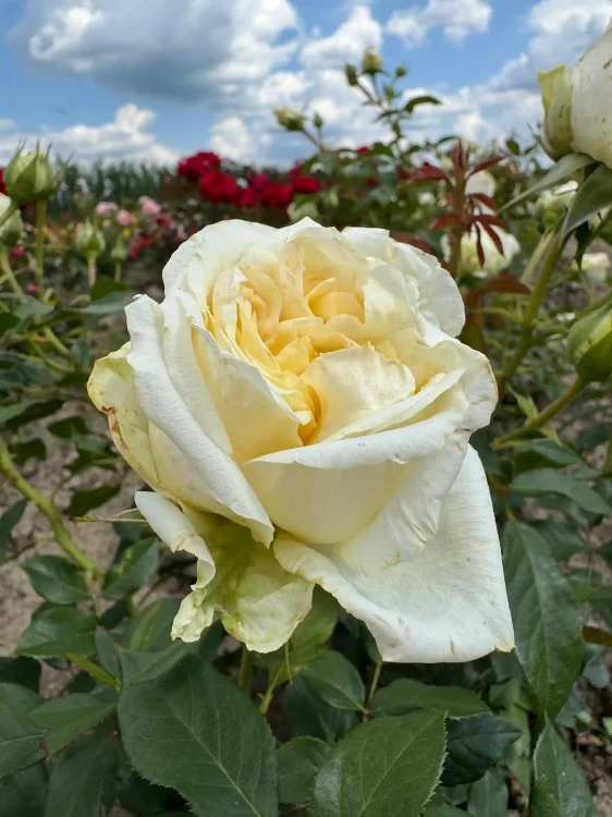 roza-wielkokwiatowa-kremowo-zolta1-floravi.pl