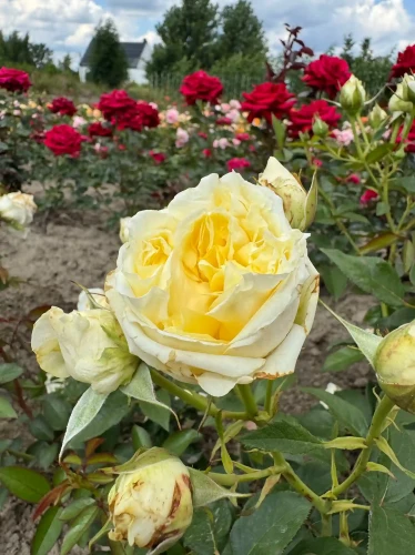 roza-wielkokwiatowa-kremowo-zolta2-floravi.pl