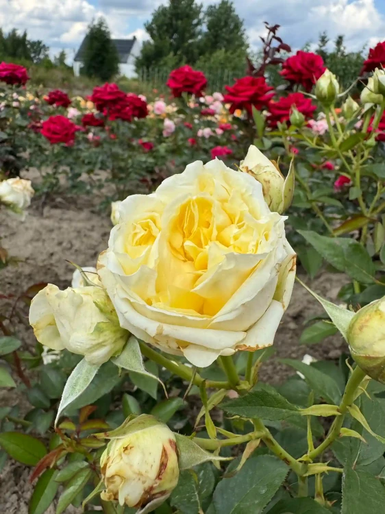 roza-wielkokwiatowa-kremowo-zolta2-floravi.pl