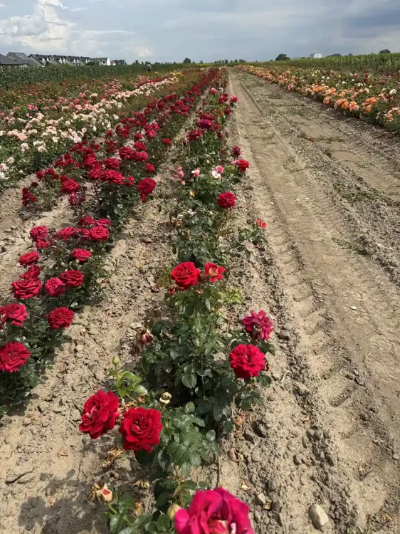roza-wielkokwiatowa-rozowo-zolta-pachnaca4-floravi.pl