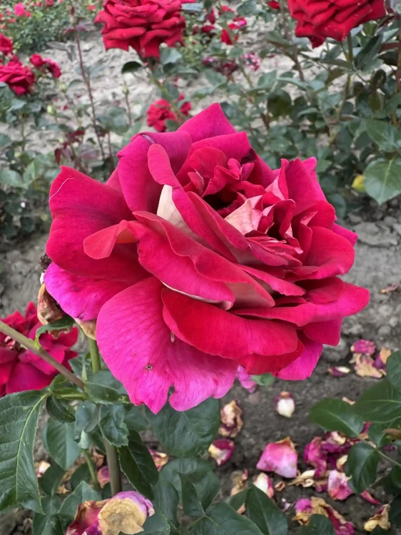 roza-wielkokwiatowa-rozowo-zolta-pachnaca3-floravi.pl