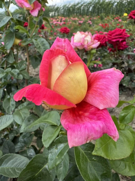 roza-wielkokwiatowa-rozowo-zolta-pachnaca1-floravi.pl