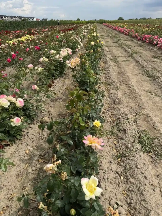 roza-wielkokwiatowa-zolto-rozowa3-floravi.pl