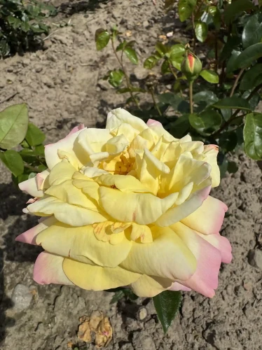 roza-wielkokwiatowa-zolto-rozowa1-floravi.pl