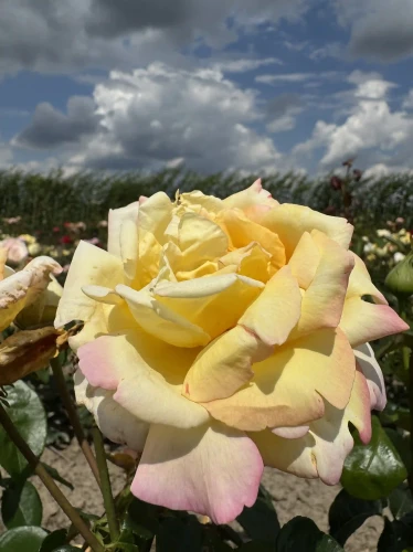 roza-wielkokwiatowa-zolto-rozowa2-floravi.pl