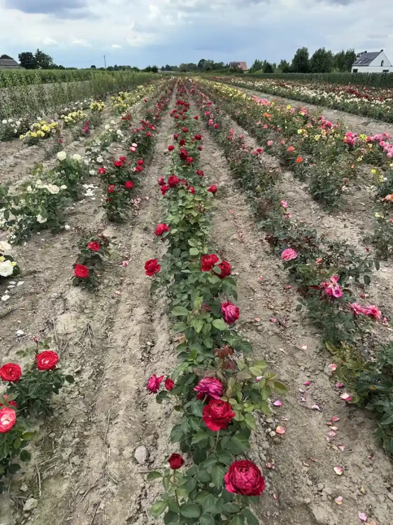 roza-wielkokwiatowa-4wiatry3-floravi.pl
