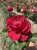 roza-wielkokwiatowa-4wiatry2-floravi.pl