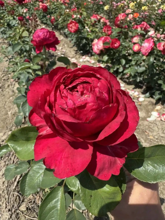 roza-wielkokwiatowa-4wiatry2-floravi.pl