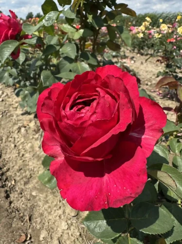 roza-wielkokwiatowa-4wiatry1-floravi.pl