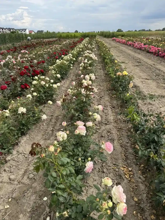 roza-wielkokwiatowa-rozowo-biala-pastelowa4-floravi.pl