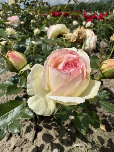 roza-wielkokwiatowa-rozowo-biala-pastelowa2-floravi.pl