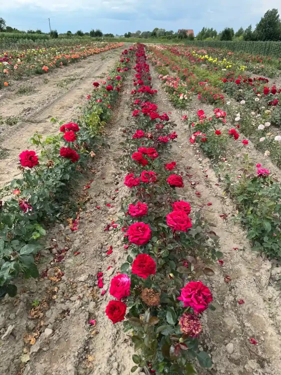 roza-wielkokwiatowa-czerwono-fioletowa3-floravi.pl